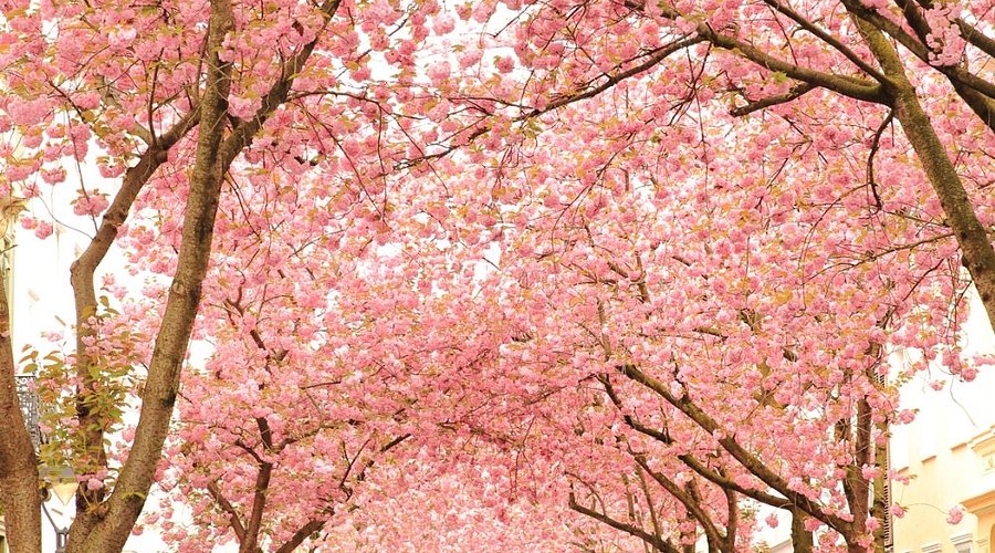 Printemps